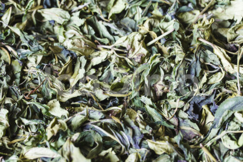 Auskühlen erhitzter Teeblätter (Nepal, KTE) - lobOlmo Fair-Trade-Fotoarchiv