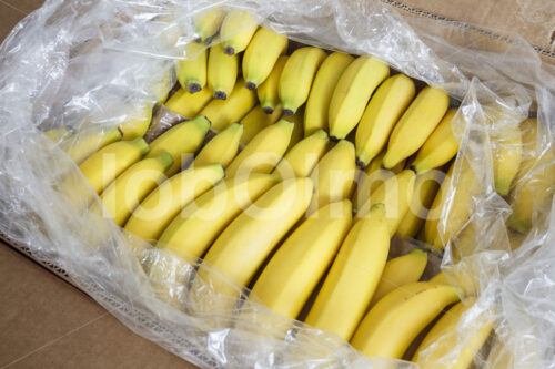 Bananen aus Ecuador (Deutschland, UROCAL) - lobOlmo Fair-Trade-Fotoarchiv