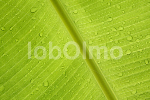 Bananenblatt (Ecuador, UROCAL) - lobOlmo Fair-Trade-Fotoarchiv