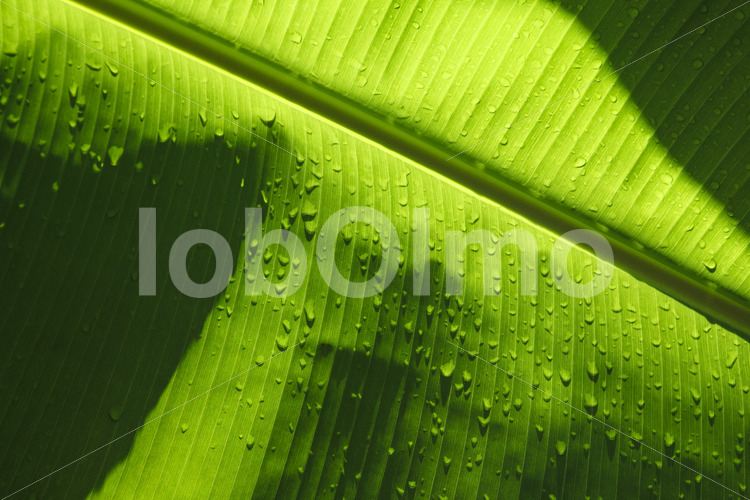 Bananenblatt (Ecuador, UROCAL) - lobOlmo Fair-Trade-Fotoarchiv
