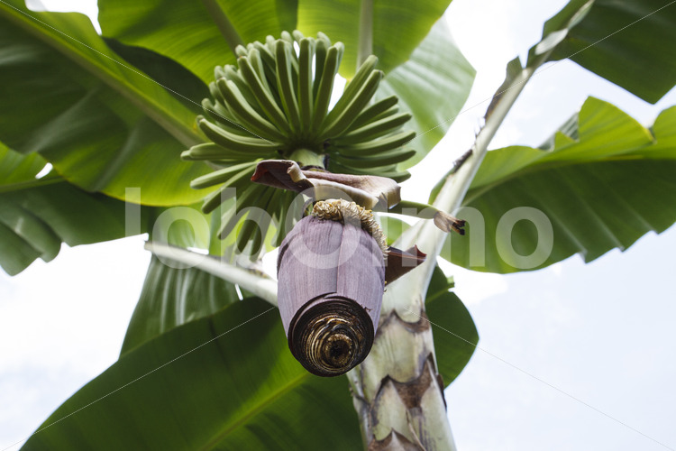 Bananenblüte (Ecuador, UROCAL) - lobOlmo Fair-Trade-Fotoarchiv