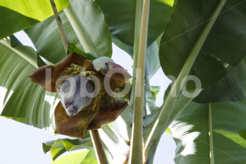 Bananenblüte (Ecuador, UROCAL) - lobOlmo Fair-Trade-Fotoarchiv