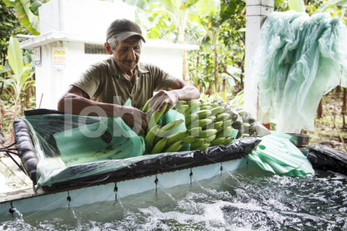 Bananenernte (Ecuador, UROCAL) - lobOlmo Fair-Trade-Fotoarchiv