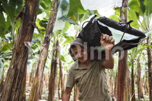 Bananenernte (Ecuador, UROCAL) - lobOlmo Fair-Trade-Fotoarchiv