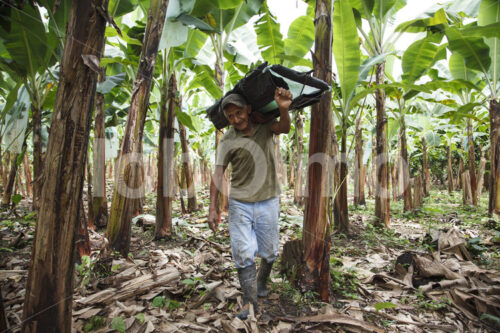 Bananenernte (Ecuador, UROCAL) - lobOlmo Fair-Trade-Fotoarchiv