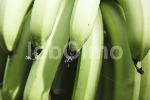 Bananenernte (Ecuador, UROCAL) - lobOlmo Fair-Trade-Fotoarchiv