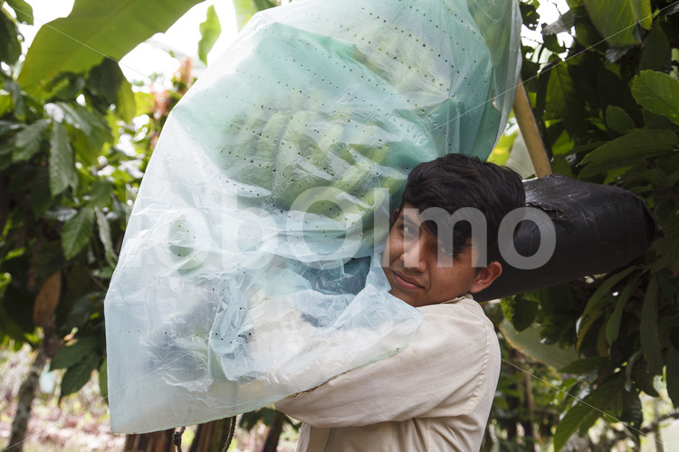 Bananenernte (Ecuador, UROCAL) - lobOlmo Fair-Trade-Fotoarchiv