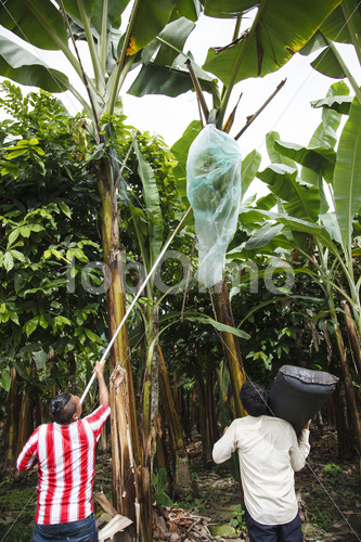 Bananenernte (Ecuador, UROCAL) - lobOlmo Fair-Trade-Fotoarchiv