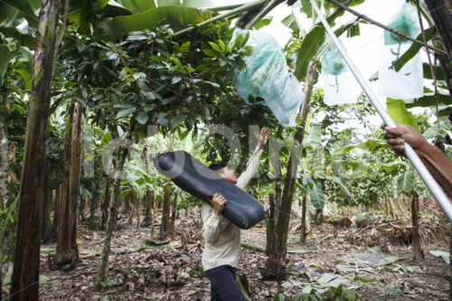 Bananenernte (Ecuador, UROCAL) - lobOlmo Fair-Trade-Fotoarchiv