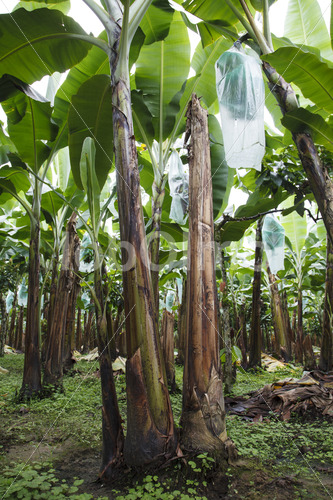 Bananenfeld (Ecuador, UROCAL) - lobOlmo Fair-Trade-Fotoarchiv