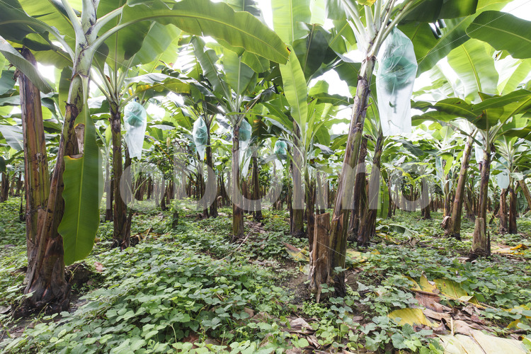 Bananenfeld (Ecuador, UROCAL) - lobOlmo Fair-Trade-Fotoarchiv
