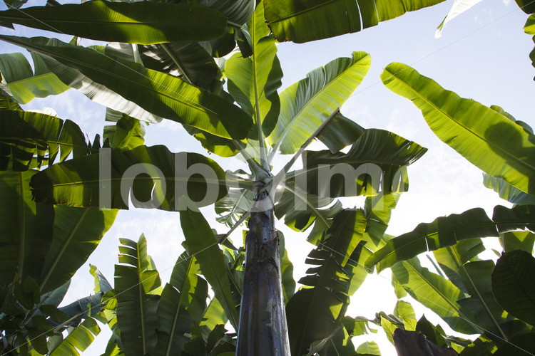 Bananenstaude (Ecuador, UROCAL) - lobOlmo Fair-Trade-Fotoarchiv