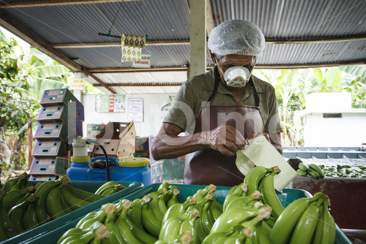 Bekleben geernteter Bananen (Ecuador, UROCAL) - lobOlmo Fair-Trade-Fotoarchiv