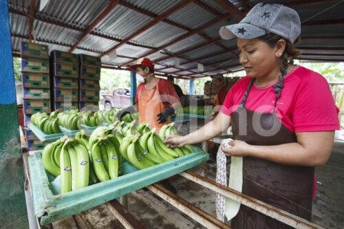 Bekleben geernteter Bananen (Ecuador, UROCAL) - lobOlmo Fair-Trade-Fotoarchiv