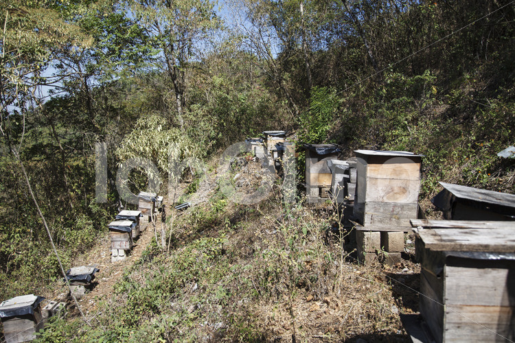 Bienenstöcke (Guatemala, GUAYA’B) - lobOlmo Fair-Trade-Fotoarchiv