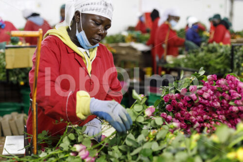 Binden von Rosensträußen (Kenia, Panda Flowers) - lobOlmo Fair-Trade-Fotoarchiv
