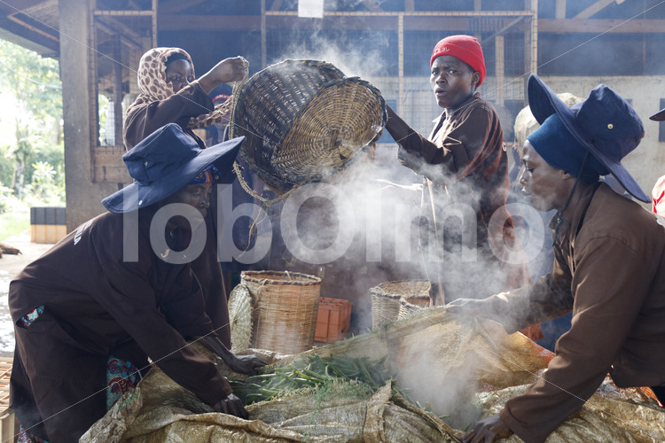 Blanchieren grüner Vanilleschoten (Uganda, Esco) - lobOlmo Fair-Trade-Fotoarchiv