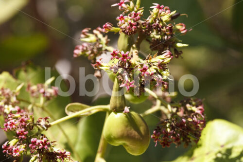 Cashewblüten (El Salvador, APRAINORES) - lobOlmo Fair-Trade-Fotoarchiv