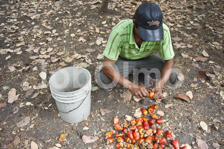 Cashewernte (El Salvador, APRAINORES) - lobOlmo Fair-Trade-Fotoarchiv