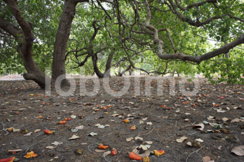 Cashewfeld (El Salvador, APRAINORES) - lobOlmo Fair-Trade-Fotoarchiv