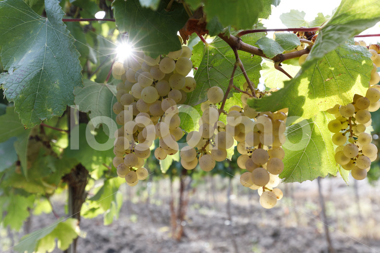 Chenin Blanc Trauben (Südafrika, Stellar Organics) - lobOlmo Fair-Trade-Fotoarchiv