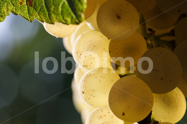 Chenin Blanc Trauben (Südafrika, Stellar Organics) - lobOlmo Fair-Trade-Fotoarchiv