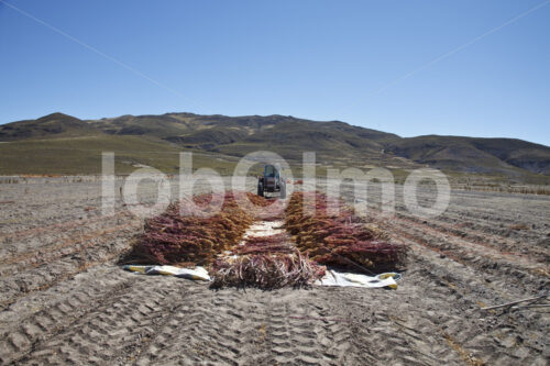 Dreschen geernteter Quinoapflanzen (Bolivien, ANAPQUI) - lobOlmo Fair-Trade-Fotoarchiv
