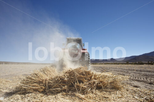 Dreschen geernteter Quinoapflanzen (Bolivien, ANAPQUI) - lobOlmo Fair-Trade-Fotoarchiv