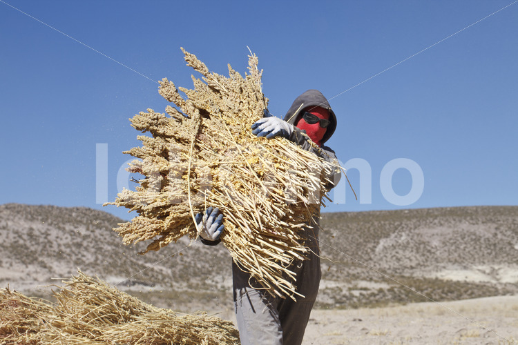 Dreschen geernteter Quinoapflanzen (Bolivien, ANAPQUI) - lobOlmo Fair-Trade-Fotoarchiv