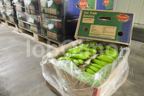 Ecuadorianische Bananen in einer Reiferei (Deutschland, UROCAL) - lobOlmo Fair-Trade-Fotoarchiv