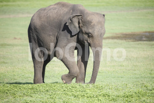 Elefant (Sri Lanka) - lobOlmo Fair-Trade-Fotoarchiv