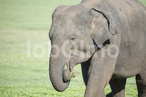 Elefant (Sri Lanka) - lobOlmo Fair-Trade-Fotoarchiv
