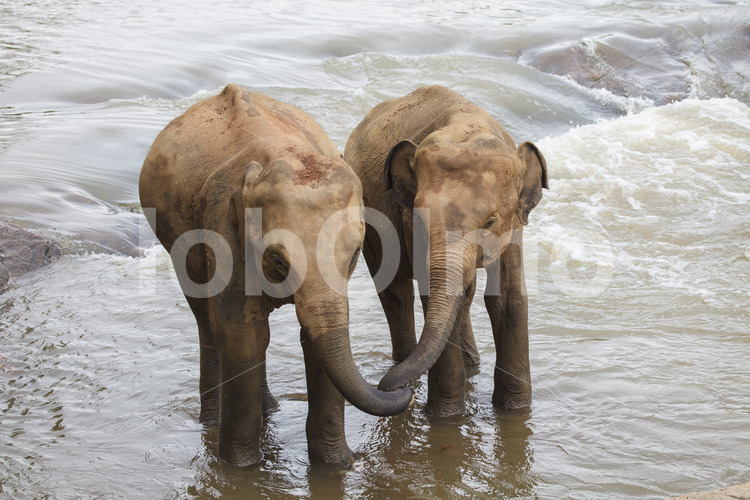 Elefanten (Sri Lanka) - lobOlmo Fair-Trade-Fotoarchiv