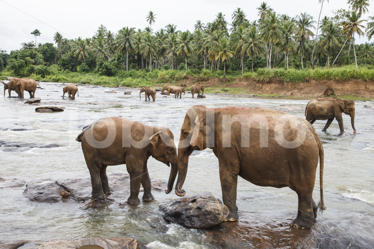 Elefanten (Sri Lanka) - lobOlmo Fair-Trade-Fotoarchiv