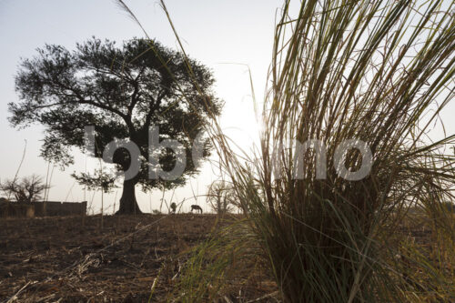 Elefantengras (Ghana, TradeAID) - lobOlmo Fair-Trade-Fotoarchiv