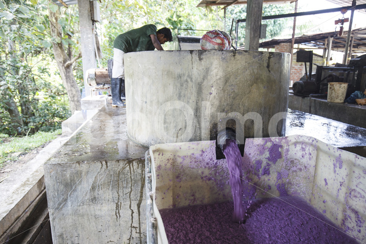 Elefantenkot-Papierpulpe (Sri Lanka, MAXIMUS) - lobOlmo Fair-Trade-Fotoarchiv