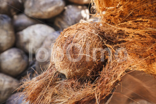 Entfernen der Kokosfaserschicht (Sri Lanka, MOPA/BioFoods) - lobOlmo Fair-Trade-Fotoarchiv