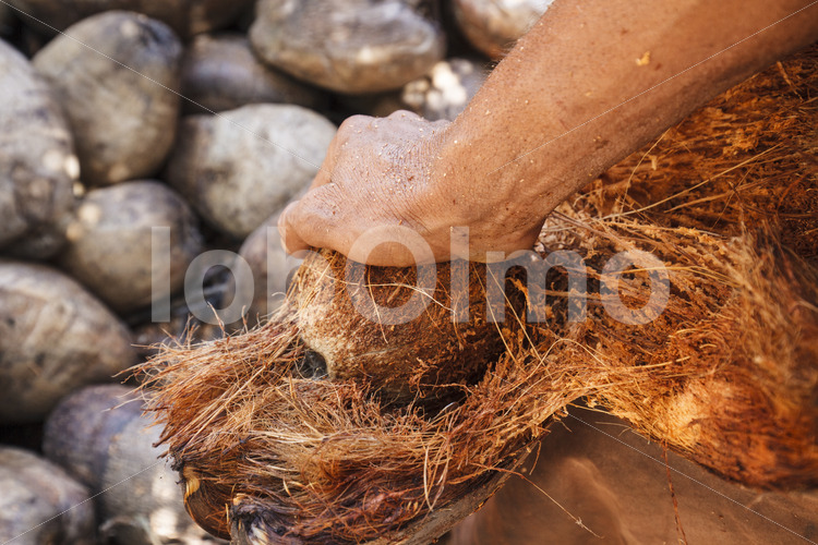 Entfernen der Kokosfaserschicht (Sri Lanka, MOPA/BioFoods) - lobOlmo Fair-Trade-Fotoarchiv