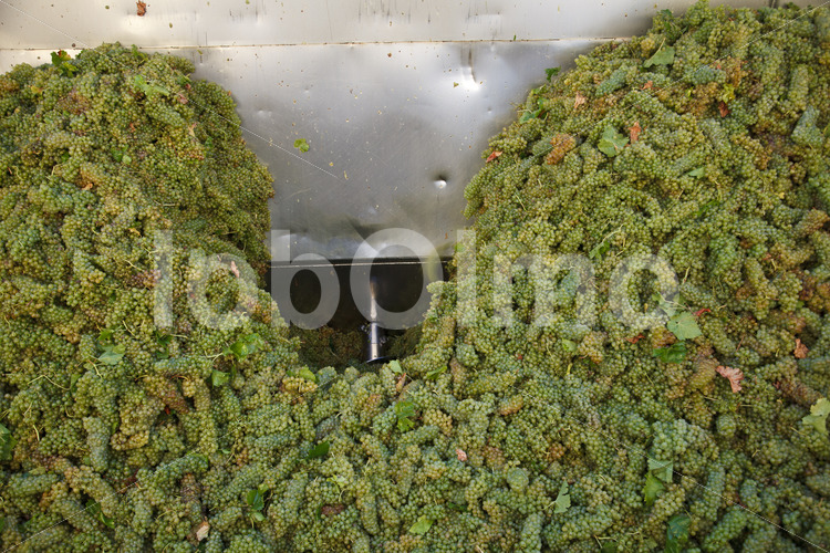 Entrappen von Weintrauben (Chile, Vinos Lautaro) - lobOlmo Fair-Trade-Fotoarchiv