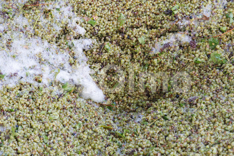 Entrappen von Weintrauben (Südafrika, Stellar Organics) - lobOlmo Fair-Trade-Fotoarchiv