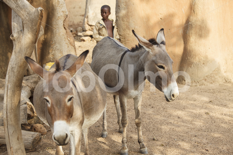 Esel einer Korbflechterinnenfamilie (Ghana, TradeAID) - lobOlmo Fair-Trade-Fotoarchiv