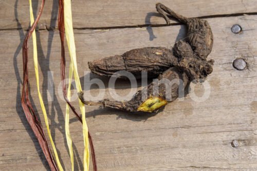 Färben getrockneter Palmblättern (Uganda, Bwindi Handmade) - lobOlmo Fair-Trade-Fotoarchiv