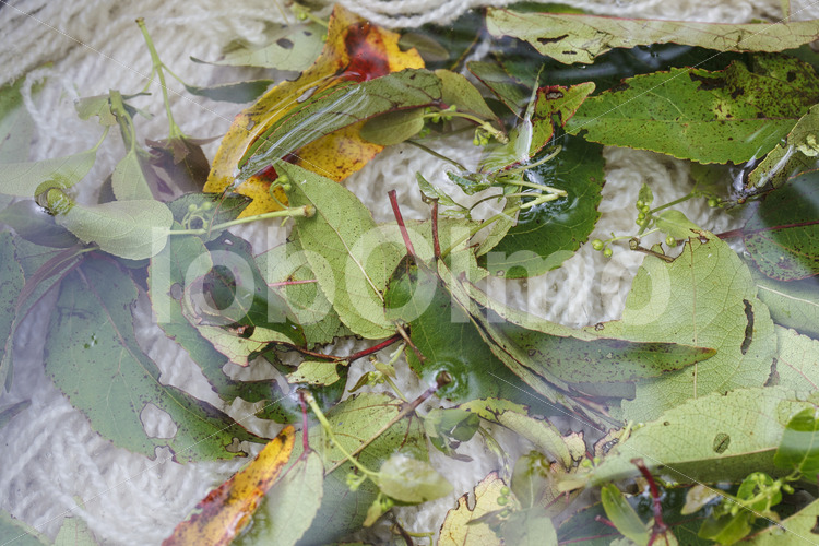 Färben von Schafwolle mit Blättern (Chile, Chol-Chol) - lobOlmo Fair-Trade-Fotoarchiv