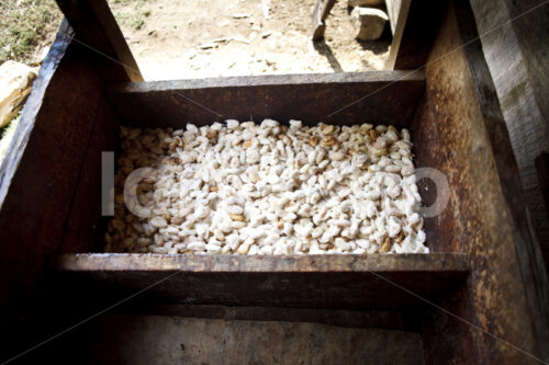 Fermentieren von Kakaobohnen (Belize, TCGA) - lobOlmo Fair-Trade-Fotoarchiv