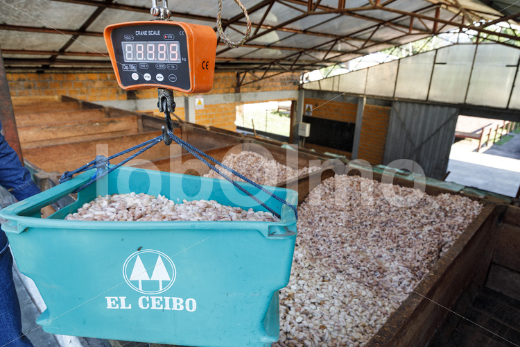 Fermentieren von Kakaobohnen (Bolivien, EL CEIBO) - lobOlmo Fair-Trade-Fotoarchiv