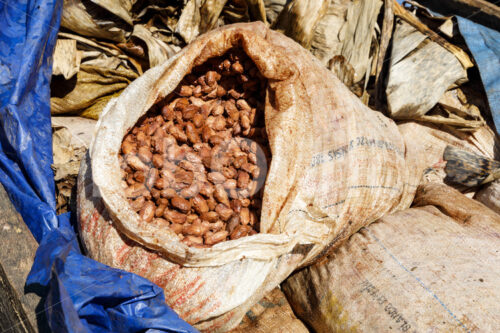 Fermentieren von Kakaobohnen (Bolivien, EL CEIBO) - lobOlmo Fair-Trade-Fotoarchiv