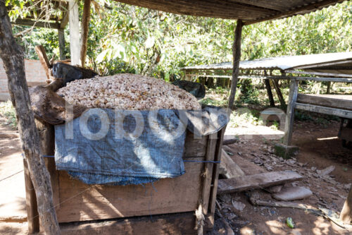 Fermentieren von Kakaobohnen (Bolivien, EL CEIBO) - lobOlmo Fair-Trade-Fotoarchiv