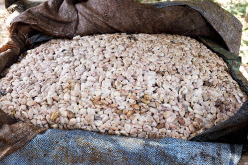 Fermentieren von Kakaobohnen (Bolivien, EL CEIBO) - lobOlmo Fair-Trade-Fotoarchiv