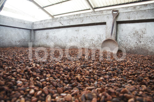 Fermentieren von Kakaobohnen (Ecuador, UROCAL) - lobOlmo Fair-Trade-Fotoarchiv