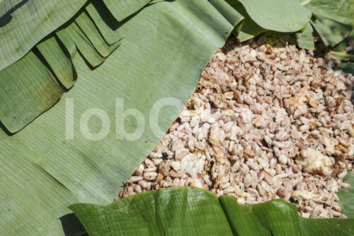 Fermentieren von Kakaobohnen (Ghana, ABOCFA) - lobOlmo Fair-Trade-Fotoarchiv